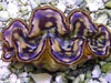 Cultured Maxima WYSIWYG Clam