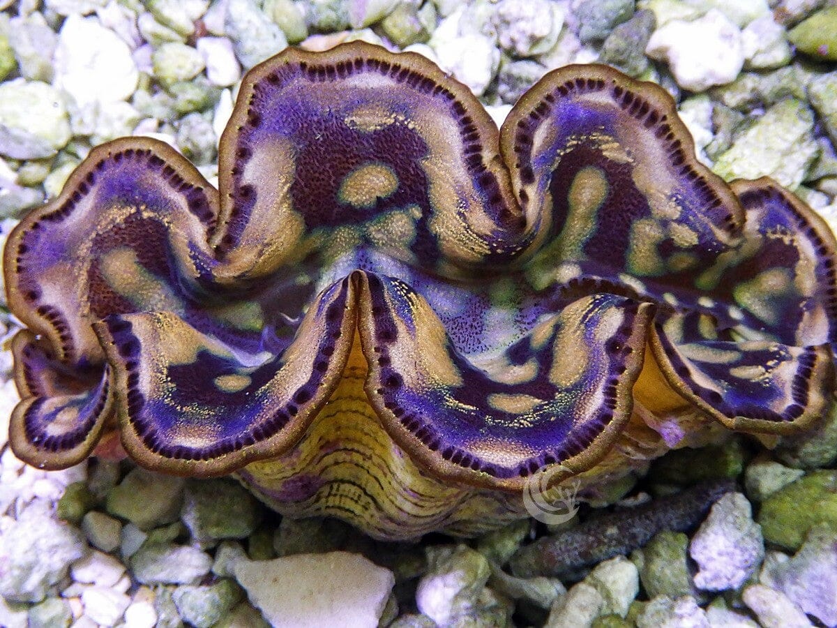 Cultured Maxima WYSIWYG Clam