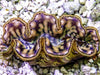 Cultured Maxima WYSIWYG Clam