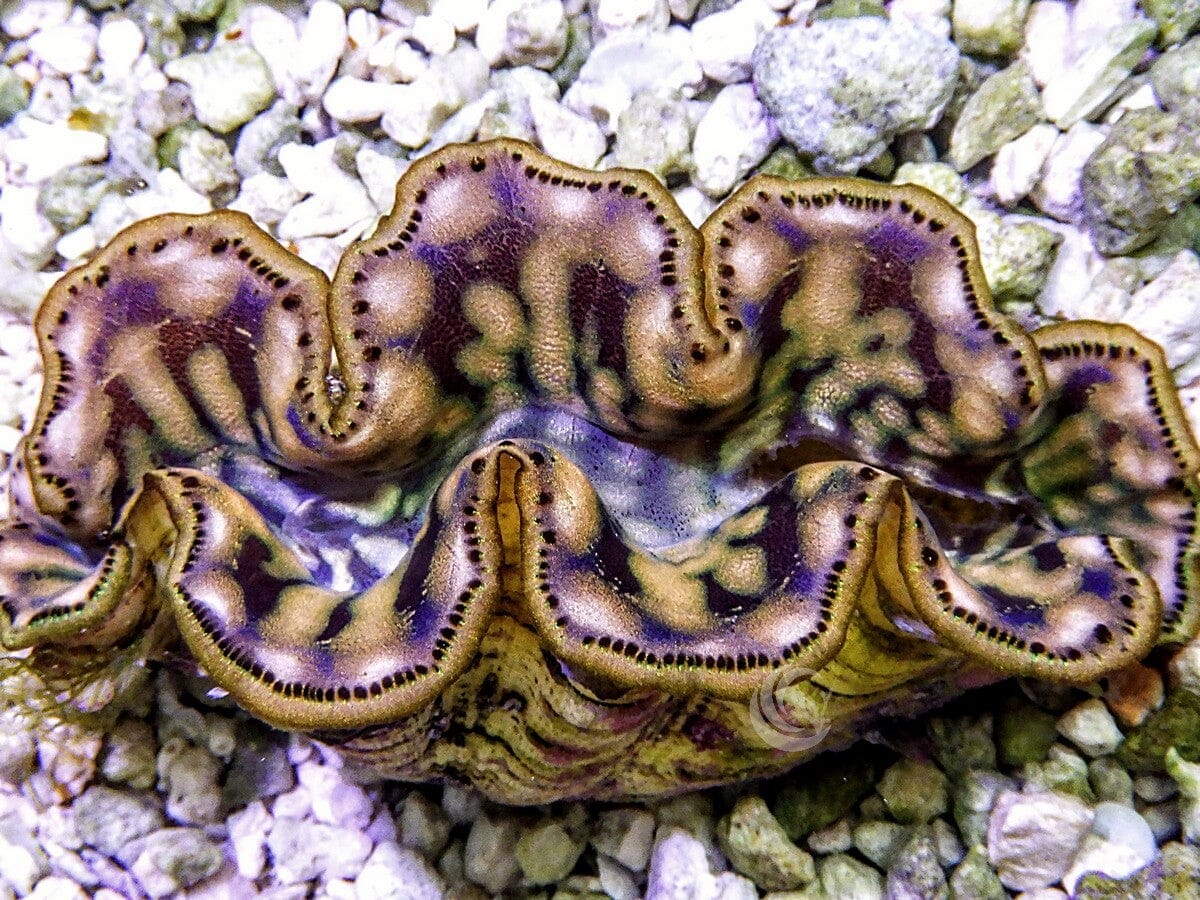 Cultured Maxima WYSIWYG Clam