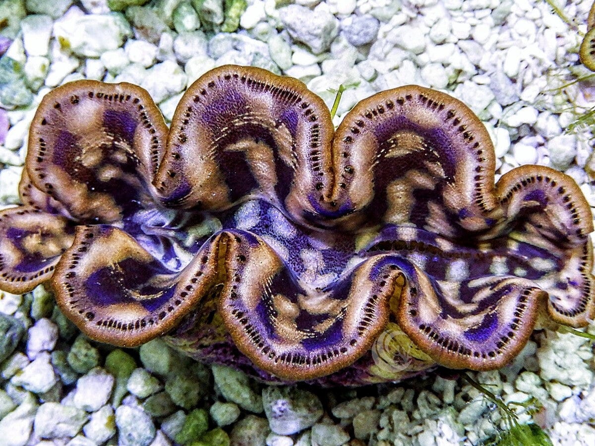 Cultured Maxima WYSIWYG Clam