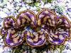 Cultured Maxima WYSIWYG Clam