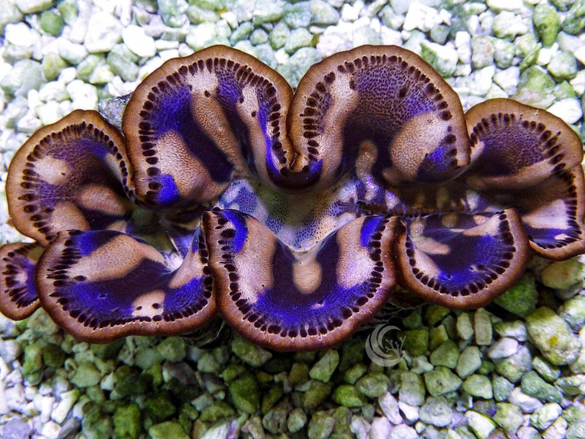 Cultured Maxima WYSIWYG Clam