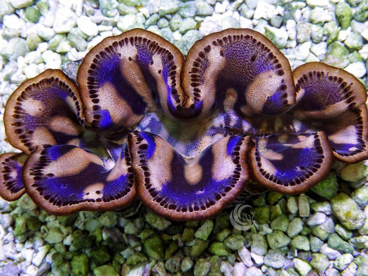 Cultured Maxima WYSIWYG Clam
