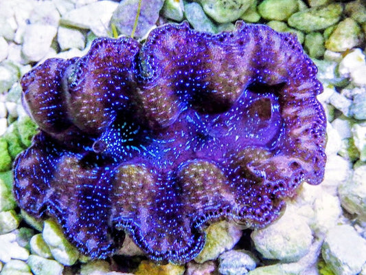 Ultra Crocea Cultured Clam