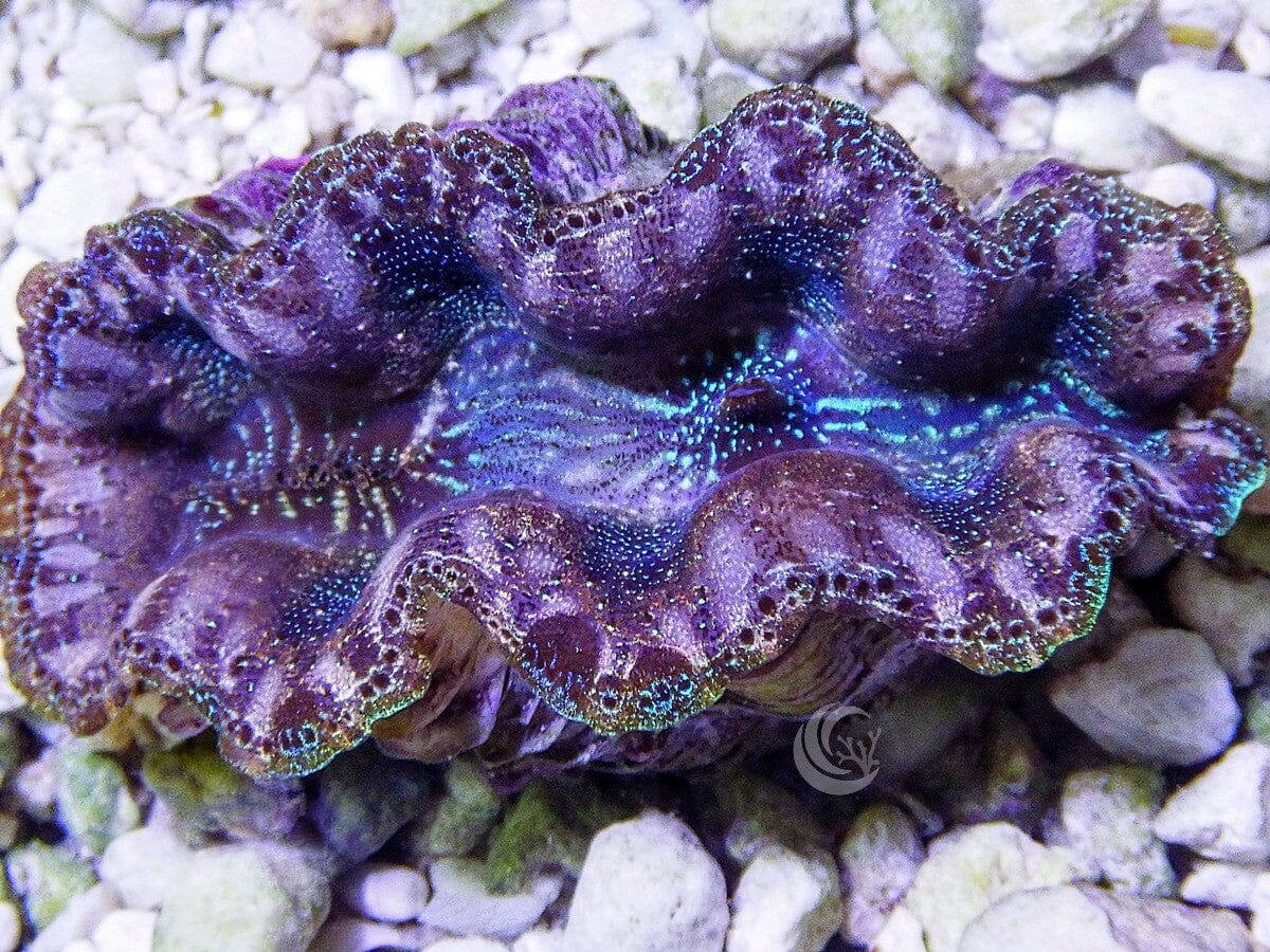 Ultra Crocea Cultured Clam