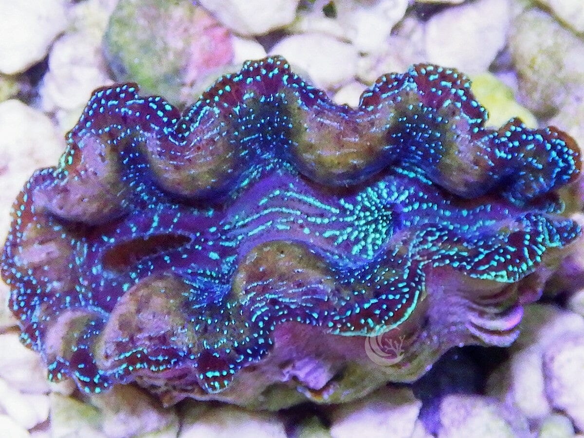 Ultra Crocea Cultured Clam