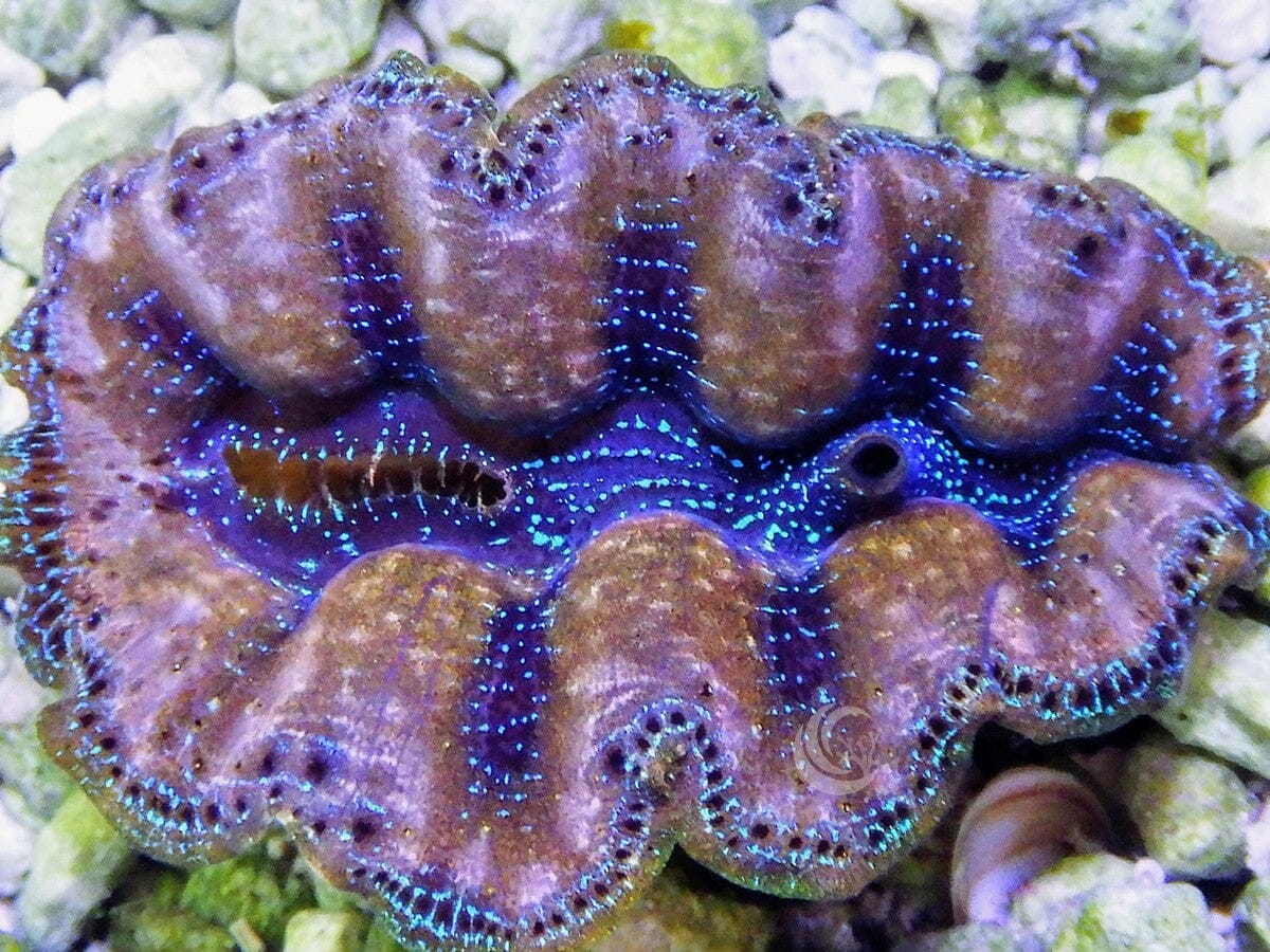 Ultra Crocea Cultured Clam