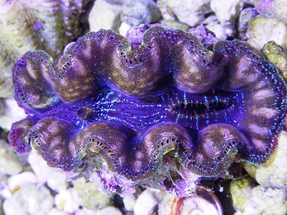 Ultra Crocea Cultured Clam