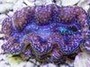 Ultra Crocea Cultured Clam