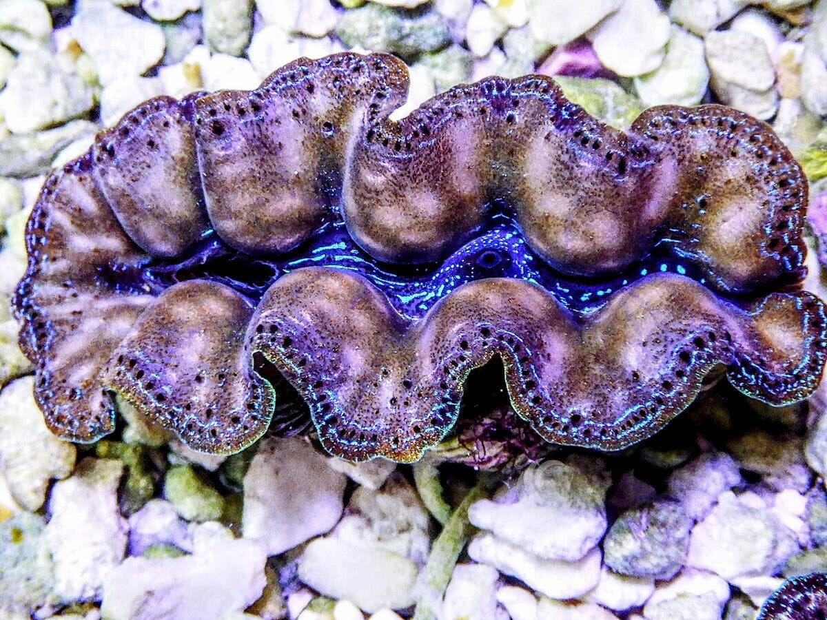 Ultra Crocea Cultured Clam