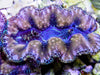 Blue Squamosa Cultured Clam