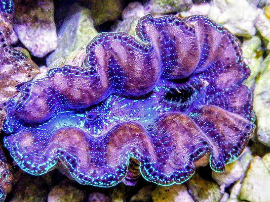 Ultra Crocea Cultured Clam