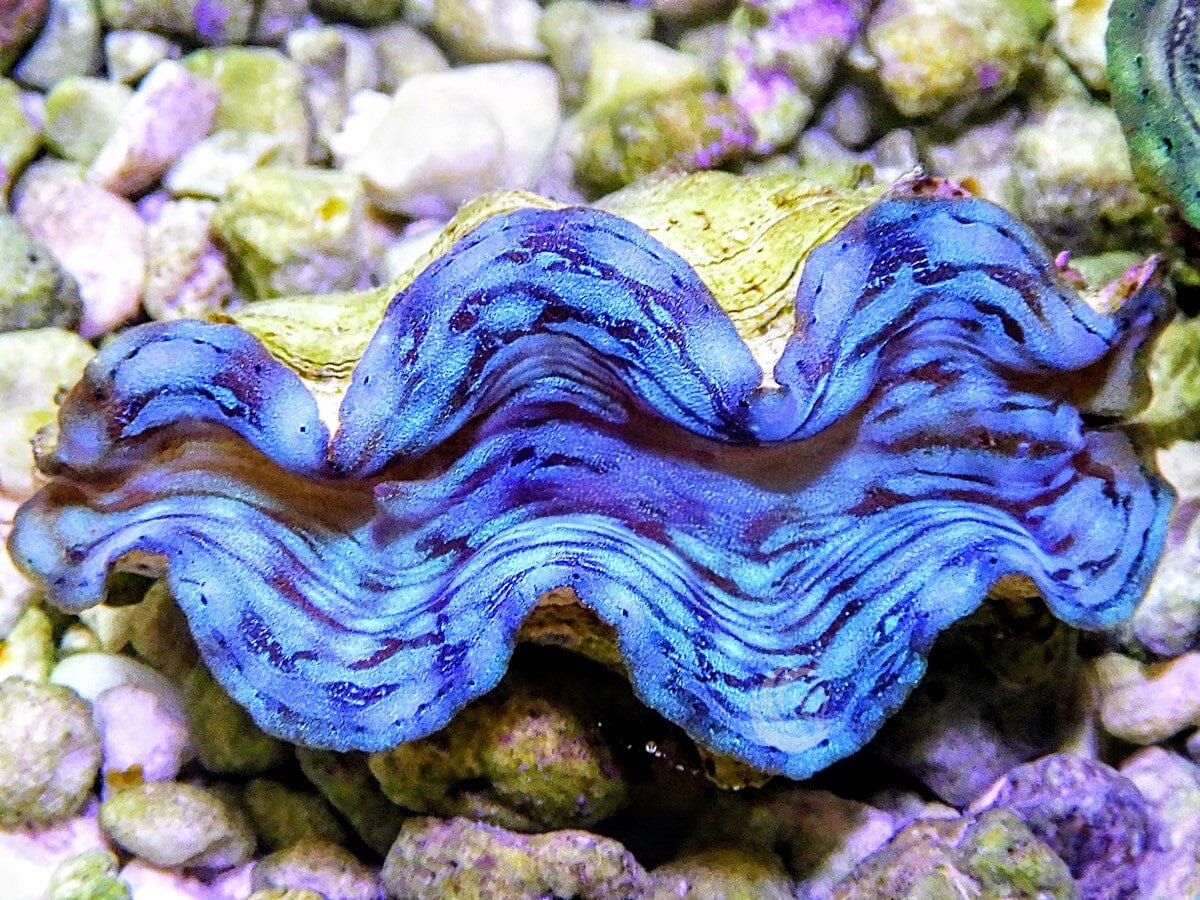Blue Squamosa Cultured Clam