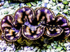 Cultured Maxima WYSIWYG Clam