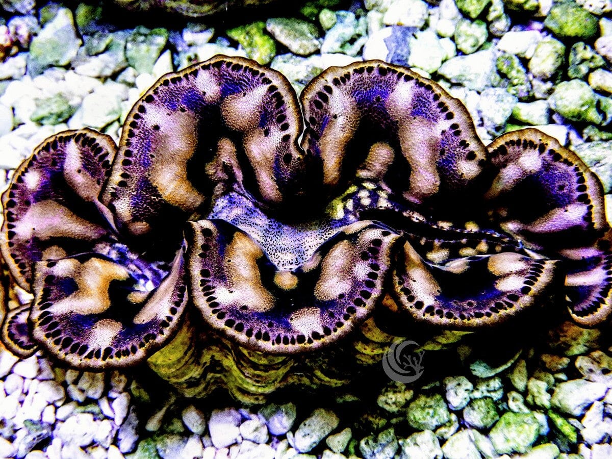 Cultured Maxima WYSIWYG Clam