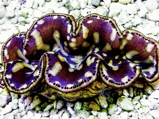 Cultured Maxima WYSIWYG Clam