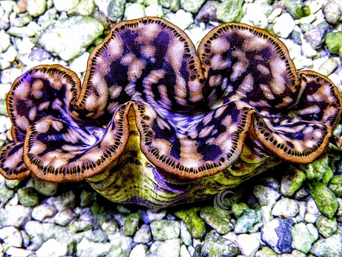 Cultured Maxima WYSIWYG Clam