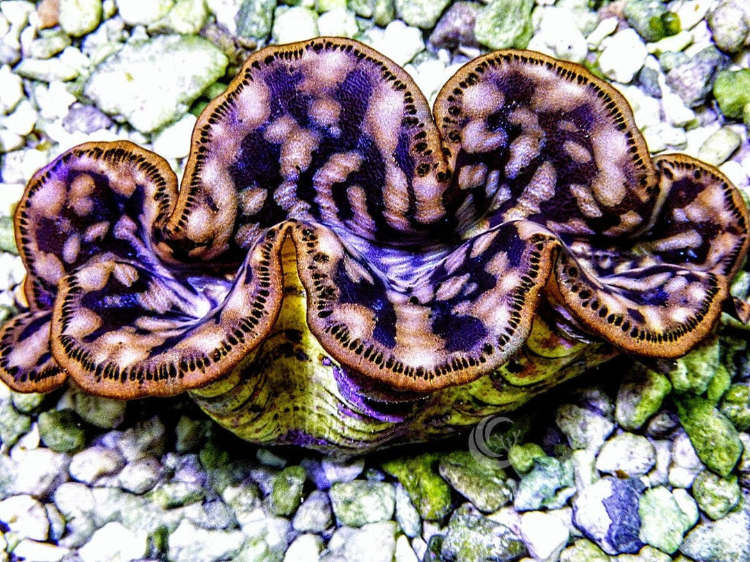 Cultured Maxima WYSIWYG Clam