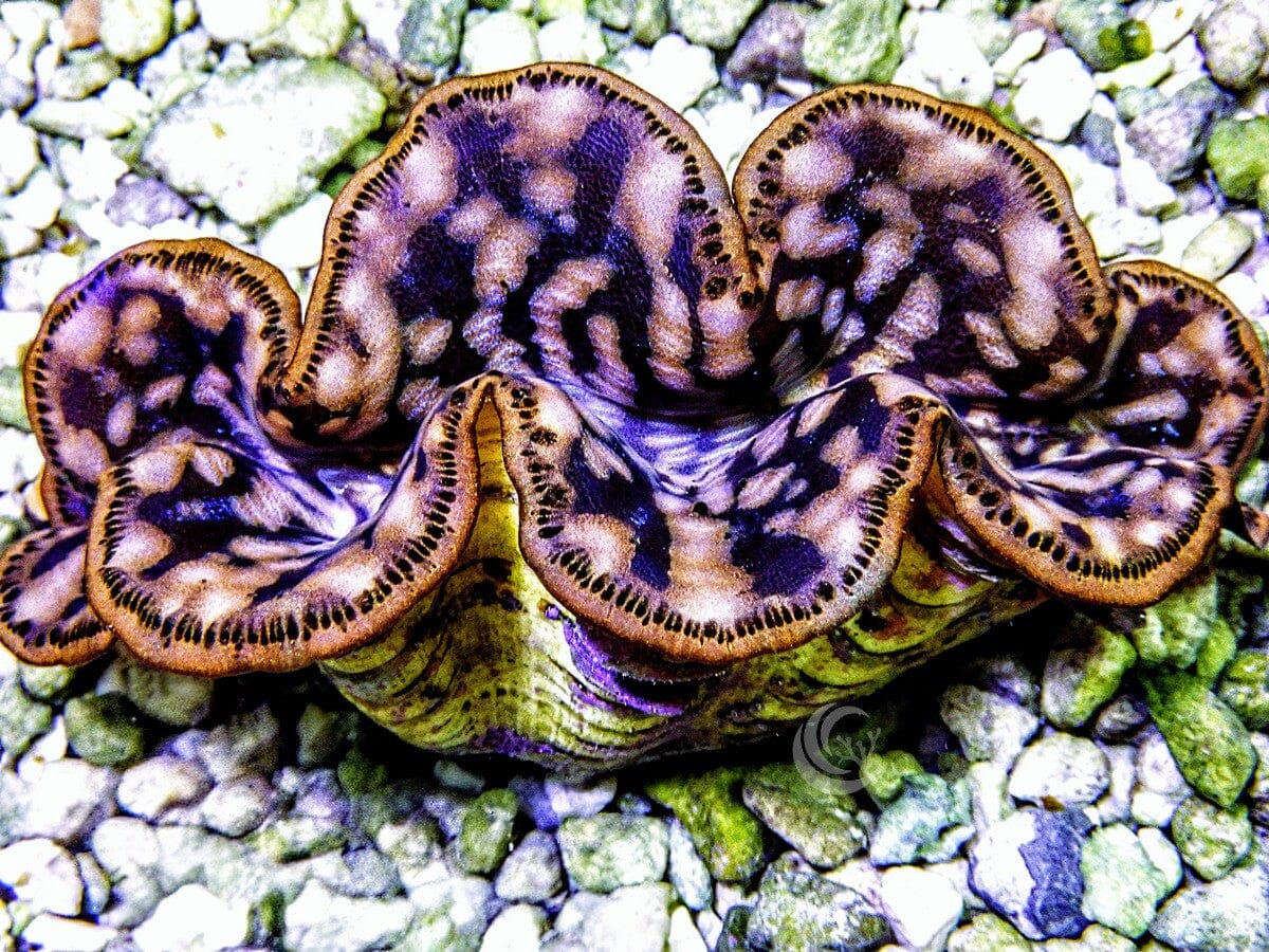 Cultured Maxima WYSIWYG Clam