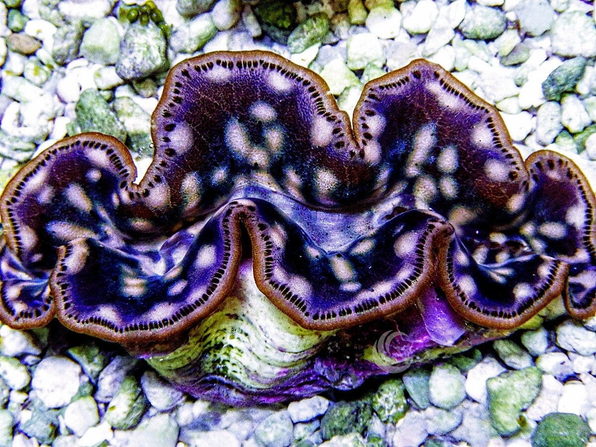 Cultured Maxima WYSIWYG Clam
