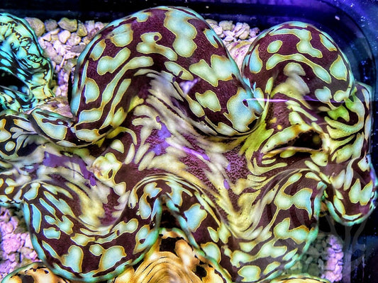 Ultra Squamosa Cultured Clam