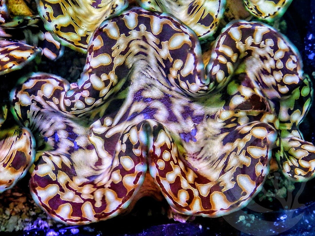 Ultra Squamosa Cultured Clam
