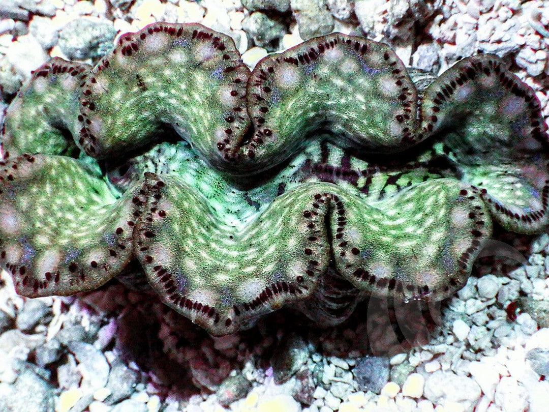 Cultured Maxima Clam