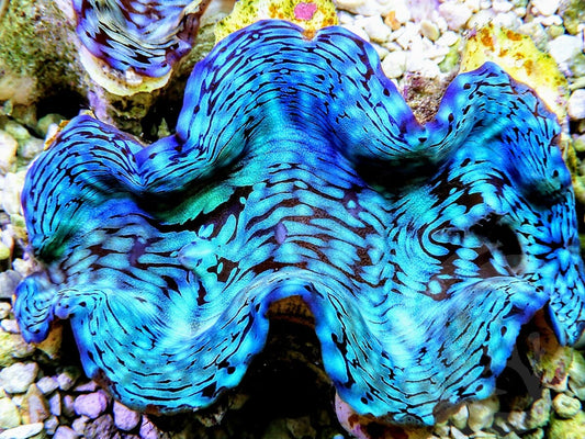 Ultra Squamosa Cultured Clam