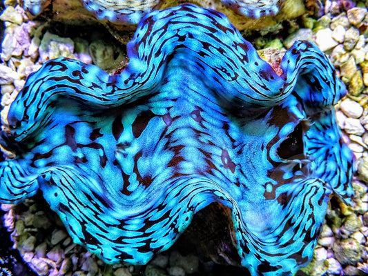 Ultra Squamosa Cultured Clam