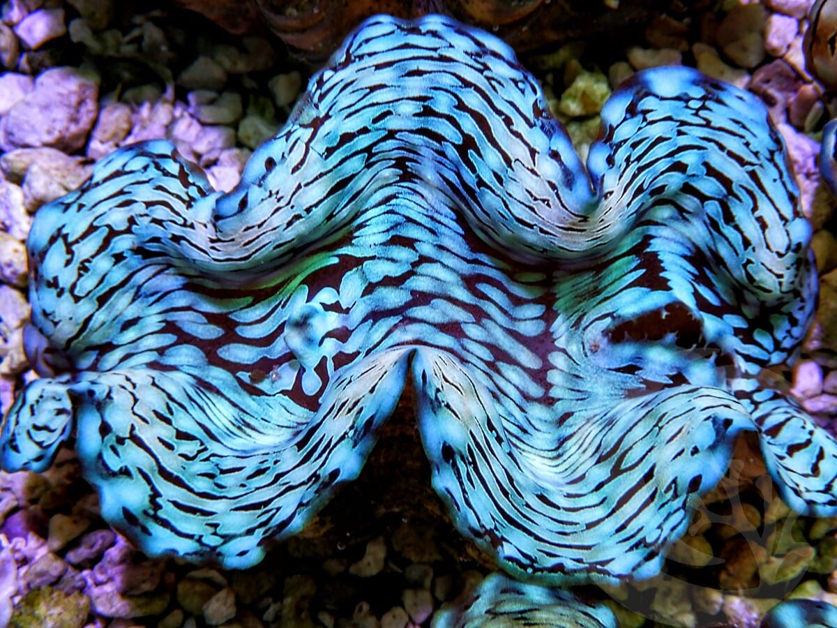 Ultra Squamosa Cultured Clam