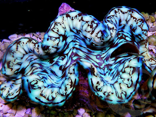 Ultra Squamosa Cultured Clam