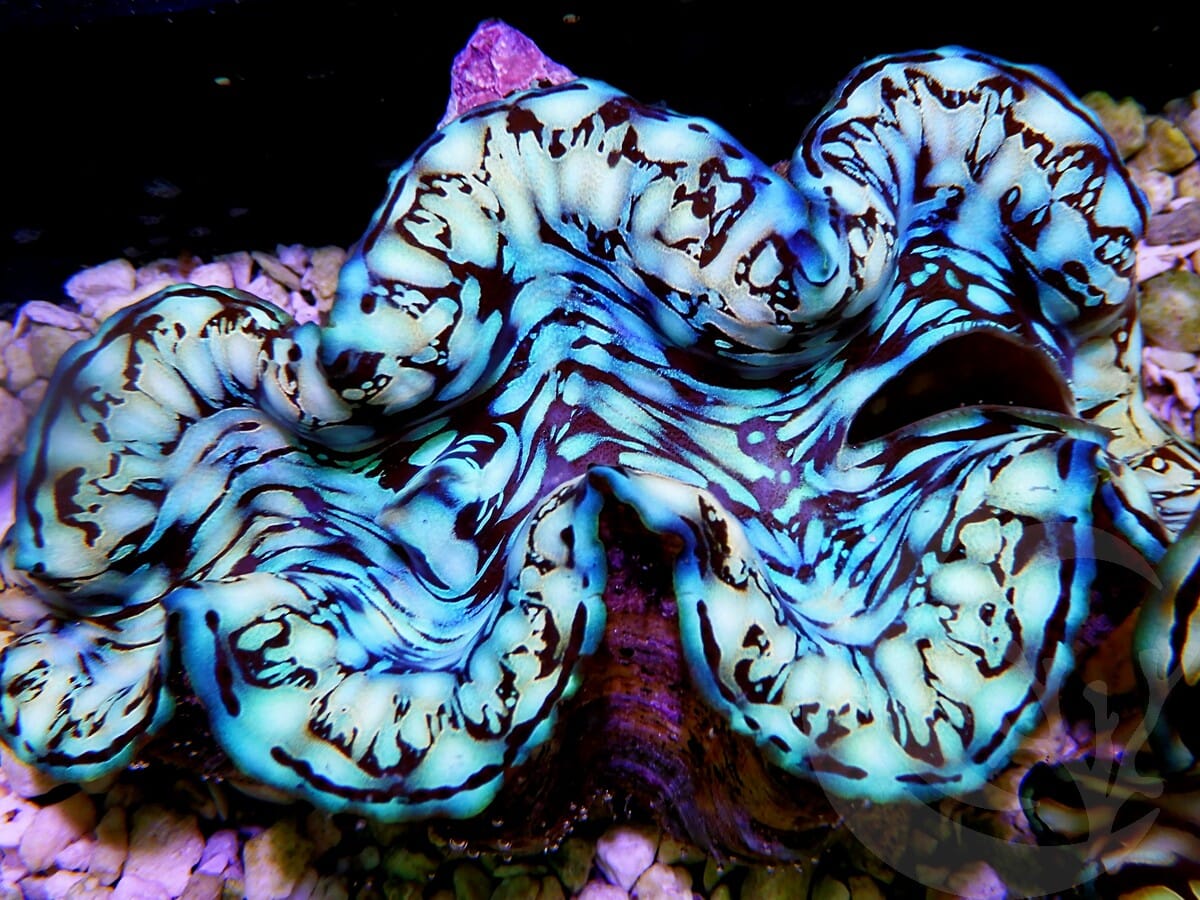 Ultra Squamosa Cultured Clam