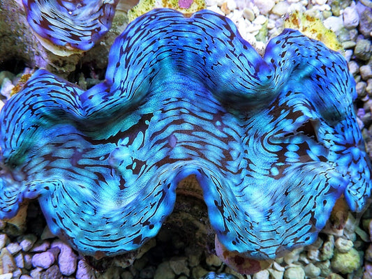 Ultra Squamosa Cultured Clam
