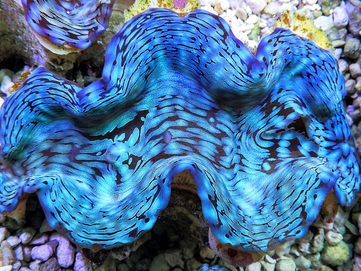 Ultra Squamosa Cultured Clam