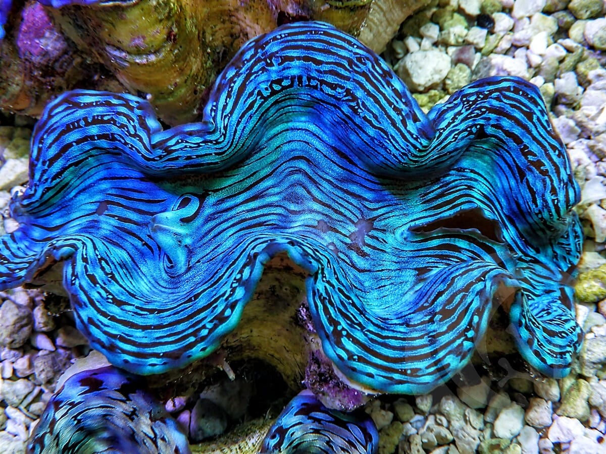 Ultra Squamosa Cultured Clam
