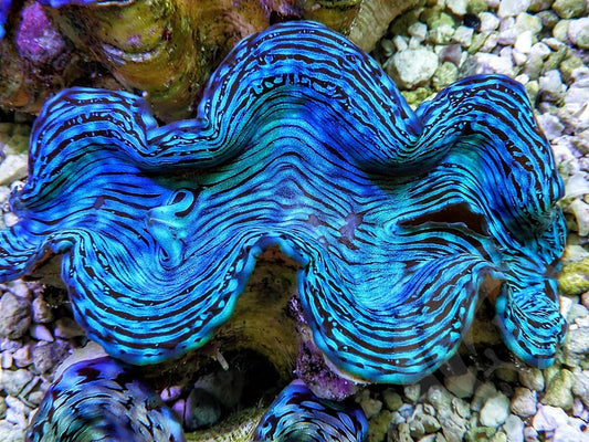 Ultra Squamosa Cultured Clam