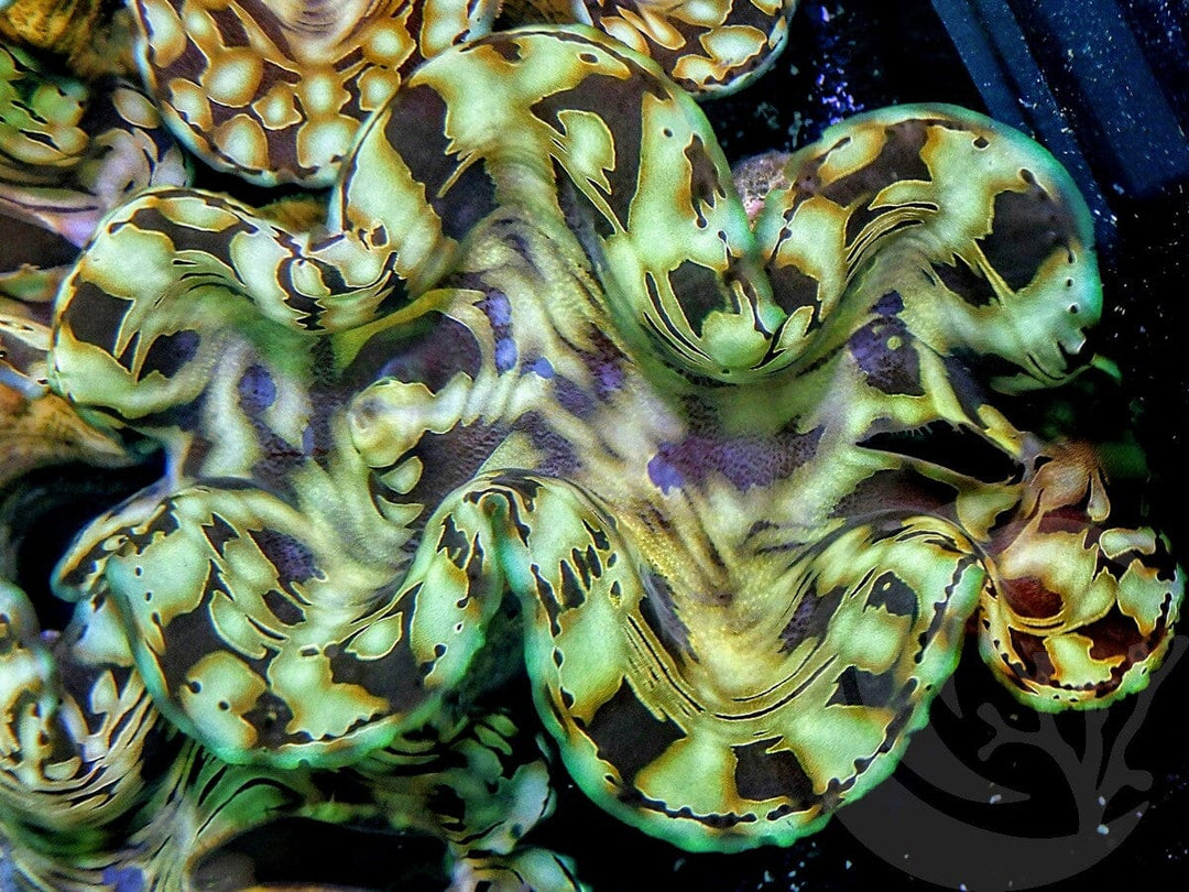 Ultra Squamosa Cultured Clam