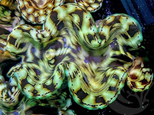 Ultra Squamosa Cultured Clam