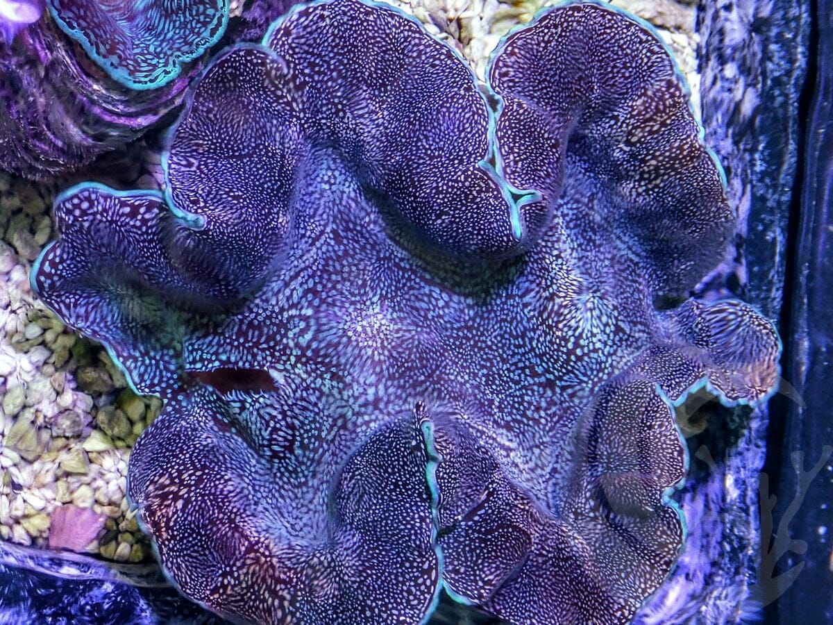 Blue Stippled Cultured Squamosa Clam