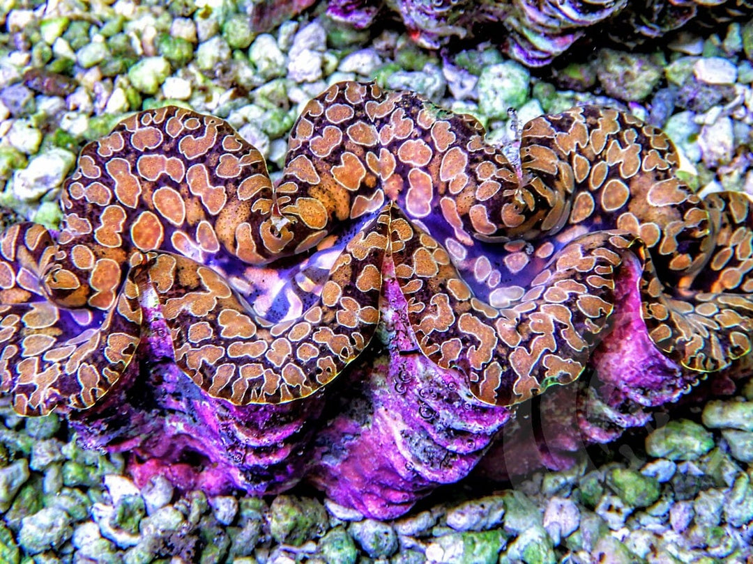 Ultra Teardrop Clam