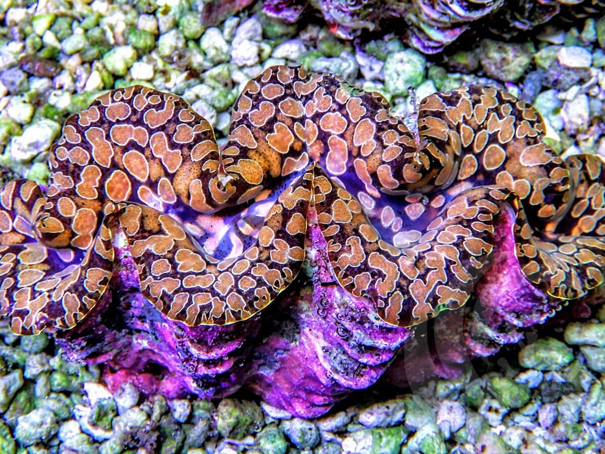 Ultra Teardrop Clam