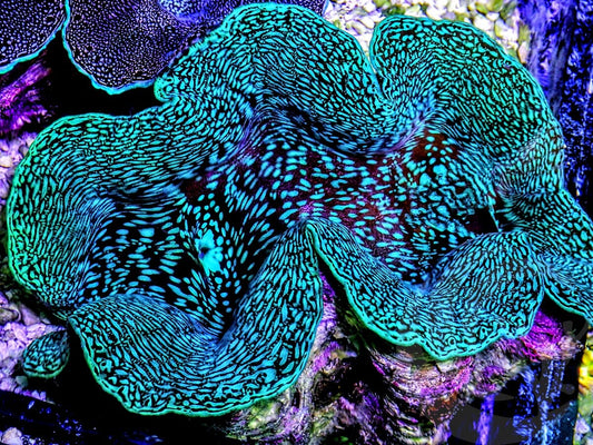 SHOWPIECE Ultra Squamosa Cultured