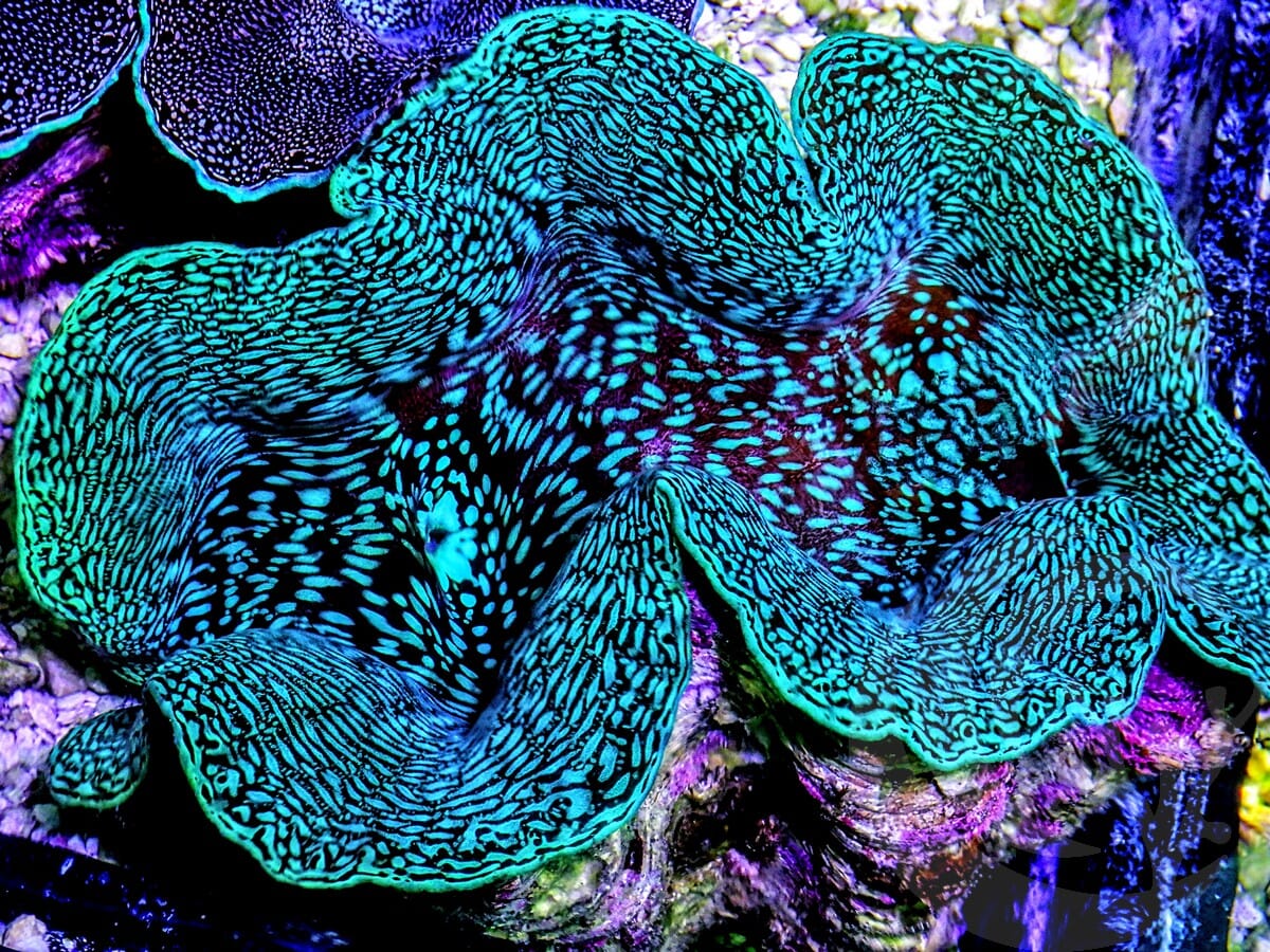 SHOWPIECE Ultra Squamosa Cultured