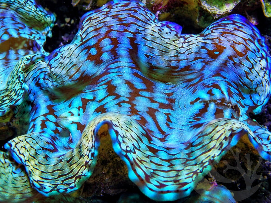 Ultra Squamosa Cultured Clam