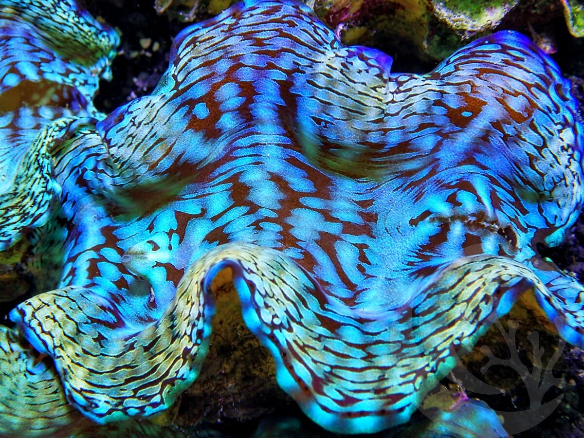 Ultra Squamosa Cultured Clam