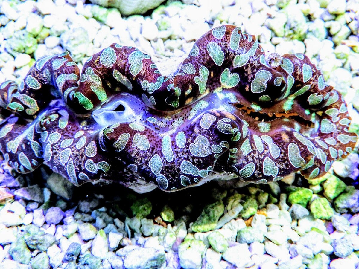 Black & Green Teardrop Clam