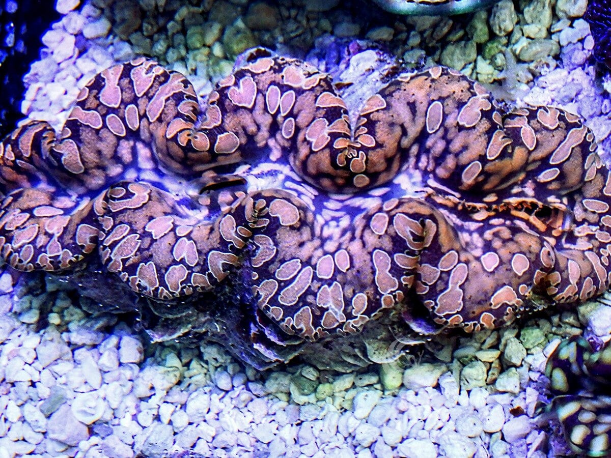 Fancy Teardrop Clams