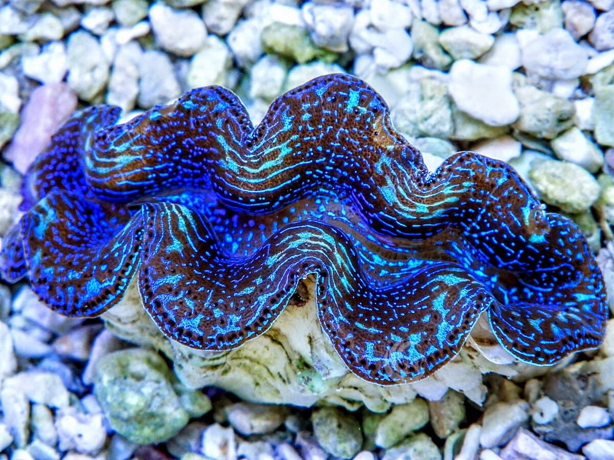 Ultra Crocea Cultured Clam