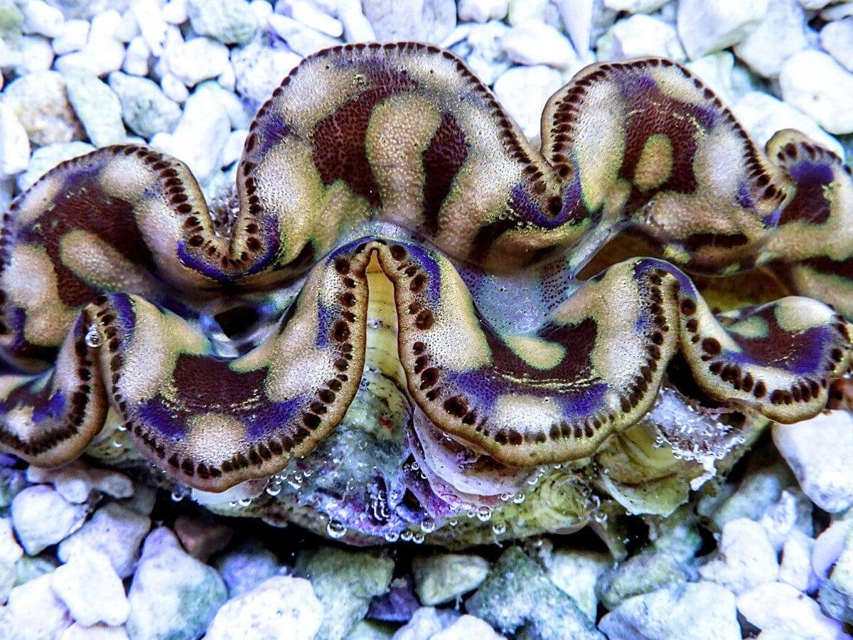 Cultured Maxima Clam